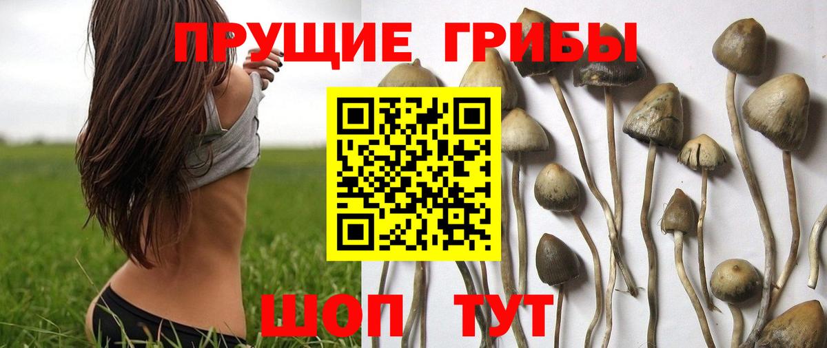Псилоцибиновые грибы Psilocybine cubensis  Галлюциногенные грибы Psilocybine cubensis  Морозовск  Вход с VPN 